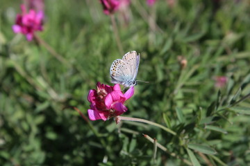 Papillon et fleur des alpes