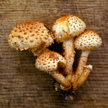 pholiota squarrosa mushroom
