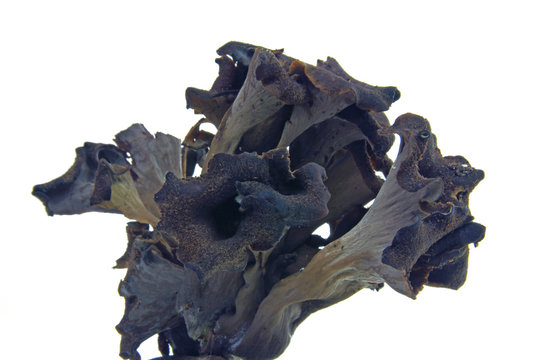 Toten- oder Herbsttrompete (Craterellus cornucopioides) freigestellt vor wei&szlig;em Hintergrund