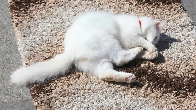 White cat skating on the carpet playing with the ball
