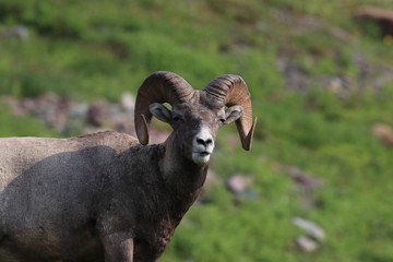 Bighorn Sheep Glacier National Park Montana USA