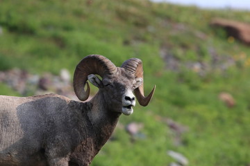 Bighorn Sheep Glacier National Park Montana USA