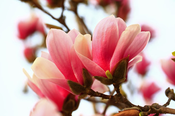 Fototapeta na wymiar Magnolia flower