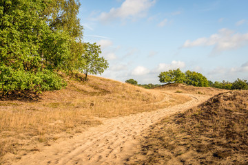 Fototapeta na wymiar Meandering sand path through a Dutch national park with dunes