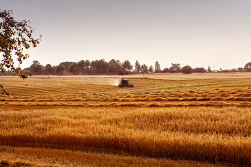 Fototapeta premium Combine harvester agriculture machine harvesting golden ripe wheat field