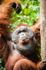 Orangutan © arikbintang
