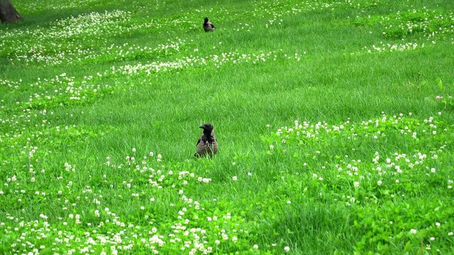 A Raven walks on a green meadow
