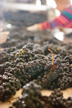 vendange vinification vin