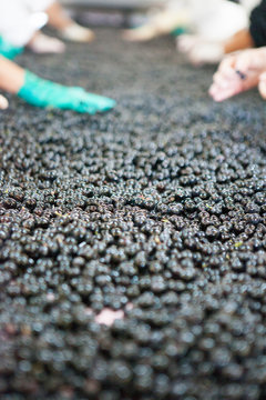 vendange vinification vin