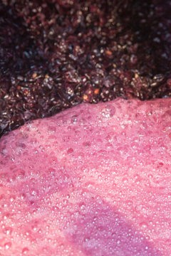 vendange vinification vin