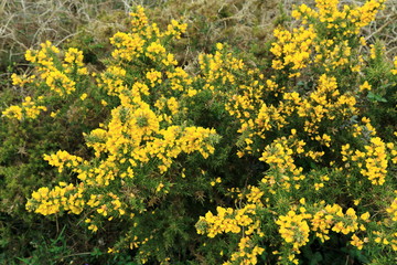 Obraz premium Stechginster (Ulex europaeus)