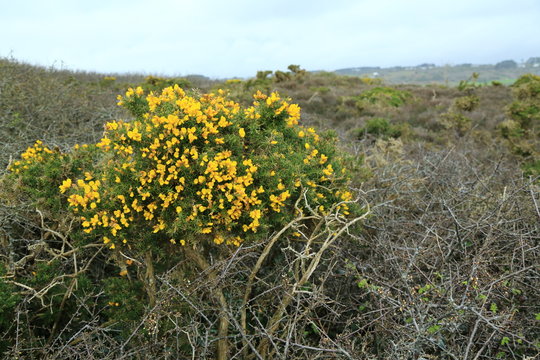 Stechginster (Ulex europaeus)
