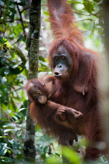 Orangutan and her baby © arikbintang
