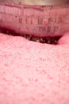 vendange vinification vin