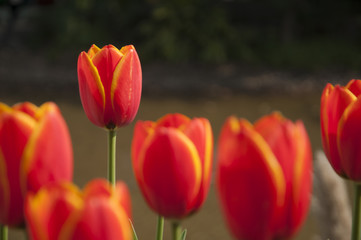 Beautiful tulips flower closeup in garden