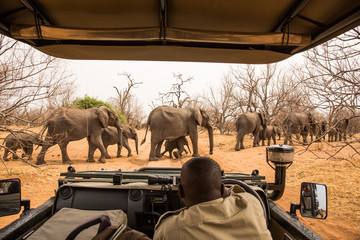 observing Elephants crossing the road, Chobe River, Chobe National Park - obrazy, fototapety, plakaty