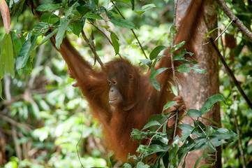 Orangutan