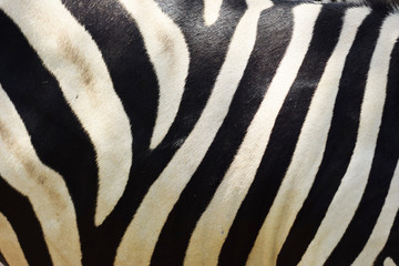 Fototapeta na wymiar Zebra marking detail close up