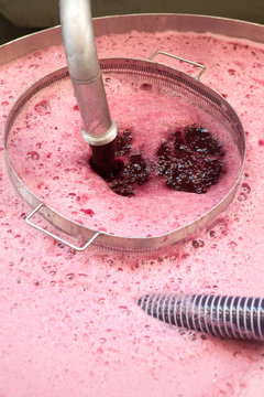 vendange vinification vin