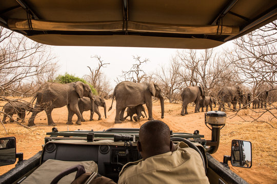 Fototapeta obserwowanie słoni przechodzących przez jezdnię, rzekę Chobe, Park Narodowy Chobe