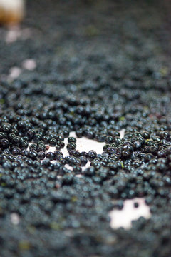 vendange vinification vin