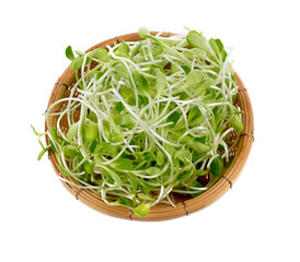 young sunflower in the basket on white background