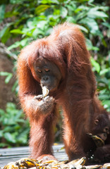 Orangutan