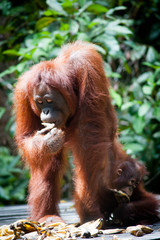 Orangutan and her baby