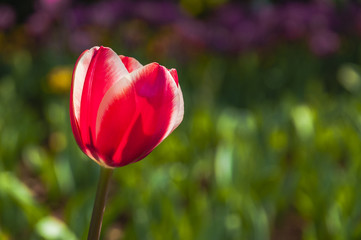 Beautiful tulips flower closeup in garden