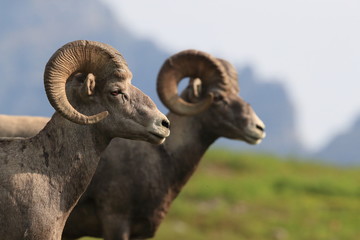 Bighorn Sheep Glacier National Park Montana USA