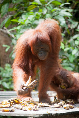 Orangutan and her baby