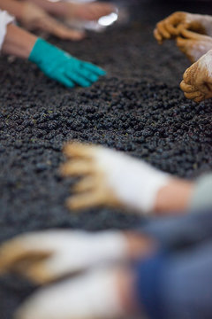 vendange vinification vin