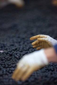 vendange vinification vin