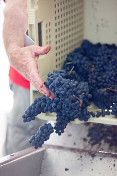 vendange vinification vin