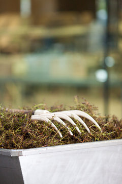 vendange vinification vin