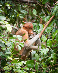 Bekantan Monkey