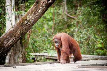 Orangutan