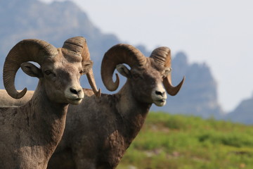 Bighorn Sheep Glacier National Park Montana USA