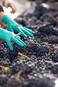 vendange vinification vin