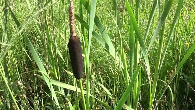 Typha latifolia, Common Bulrush, Broadleaf Cattail HD video footage. Panorama motion camera from down to up with steadicam.