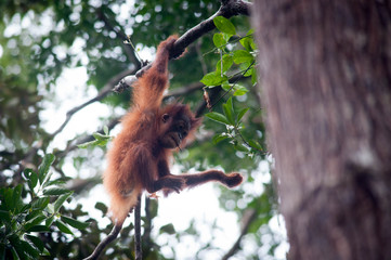 Baby Orangutan