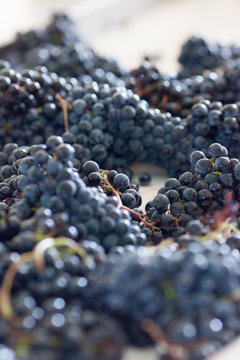 vendange vinification vin