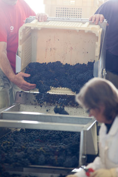 vendange vinification vin