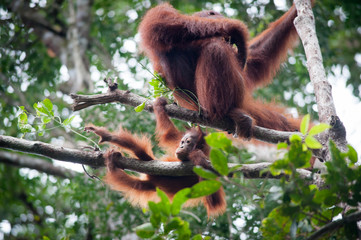Orangutan and her baby