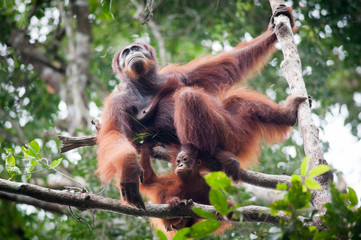 Naklejka premium Orangutan and her baby
