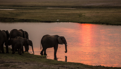 Naklejka premium Elephants at sunset, Chobe River, Chobe National Park