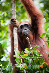 Orangutan