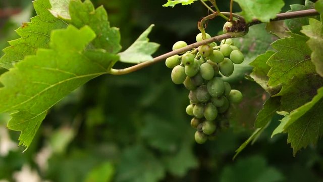 bunch of grapes swinging on the vine. Slow motion