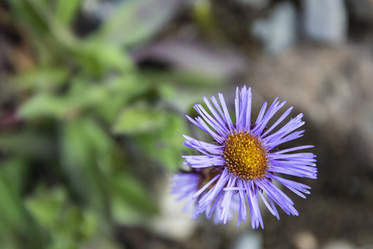 Purple wildflowers in western Sichuan