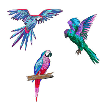 Vector color illustration. Seth from parrots in different angles.